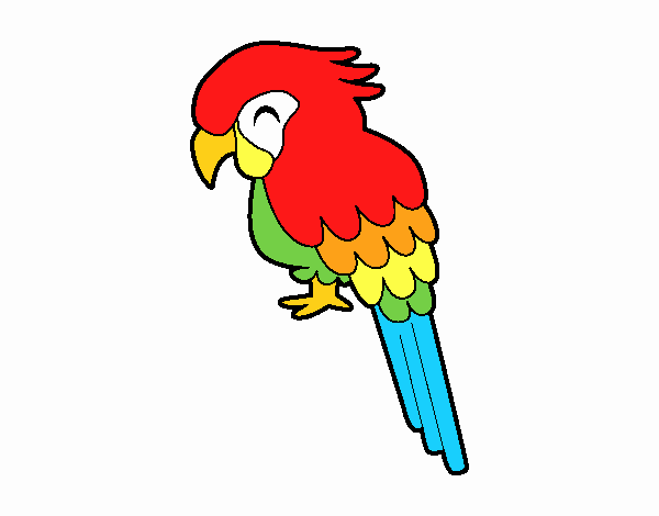 Guacamayo