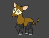 Okapi