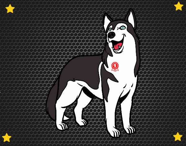 Perro lobo