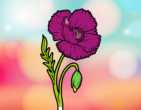 Dibujo de bonita flor de amapola pintado por en  el día 07-08-20  a las 17:37:00. Imprime, pinta o colorea tus propios dibujos!