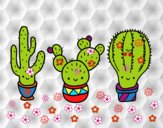 3 mini cactus