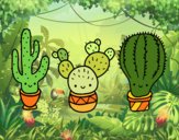 3 mini cactus