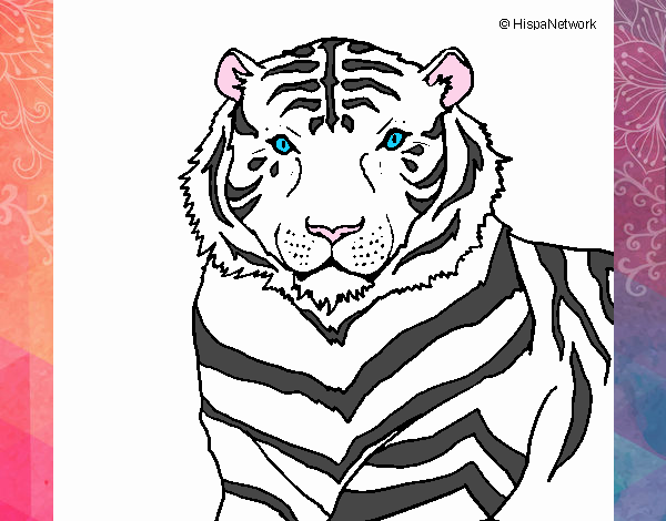 Imagen Imagen Dibujos De Tigres Blancos Thptletrongtan Edu Vn