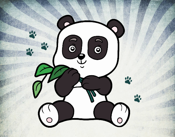 panda 