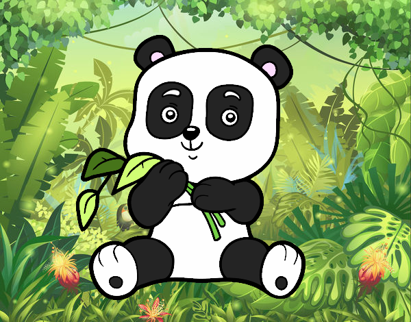 panda bb