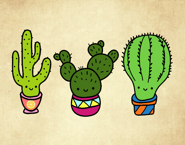 3 mini cactus