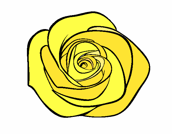 Flor de rosa