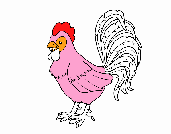 Gallo de una granja