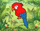 Guacamayo