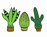 Mini cactus