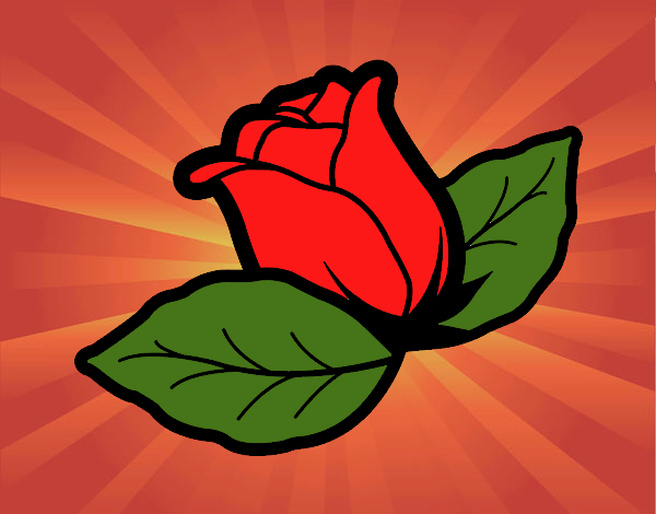 la rosa.