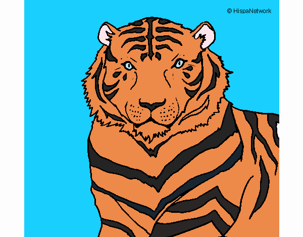 Tigre 3