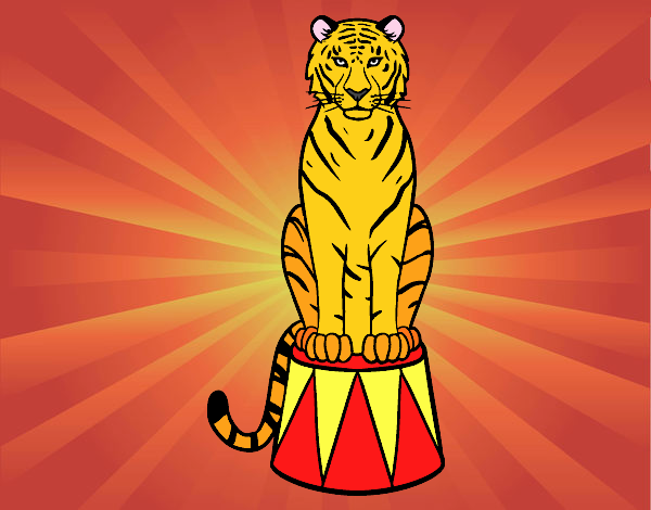 Tigre de circo