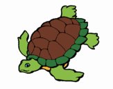 Tortuga