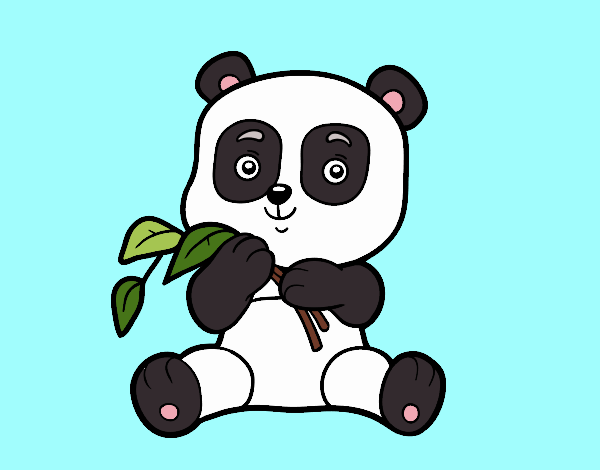 Un oso panda