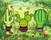 3 mini cactus