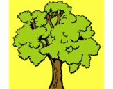 Árbol 1