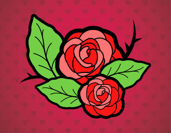 rosa