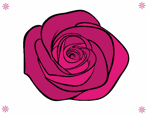 Flor de rosa