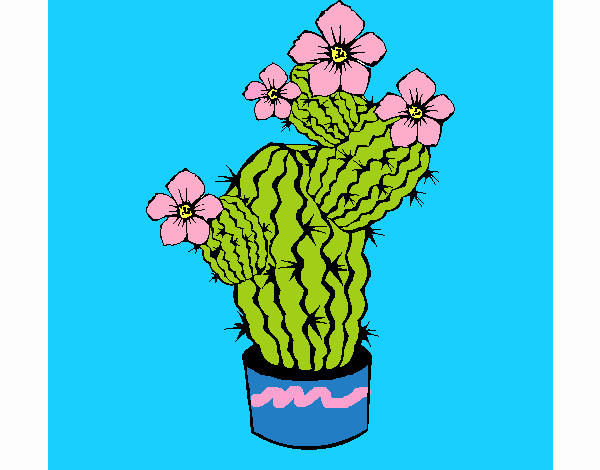 Flores de cactus