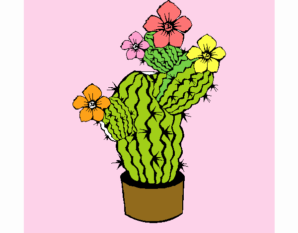 Flores de cactus