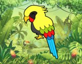 Guacamayo