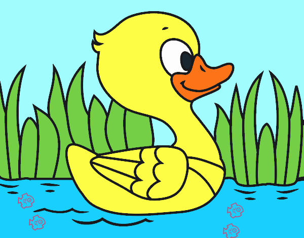 Patito de río