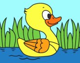 Patito de río