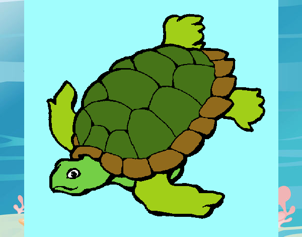 Tortuga