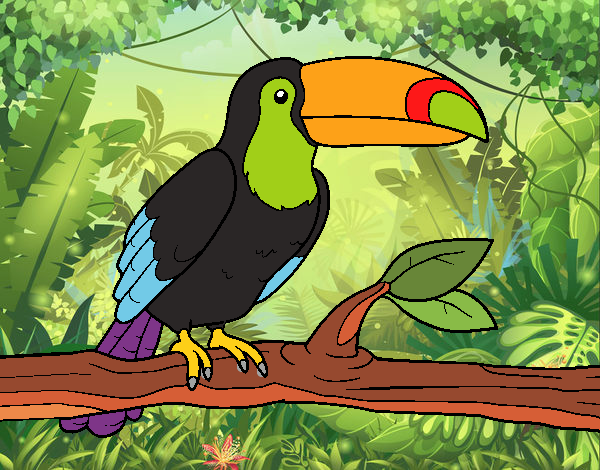 Tucan 