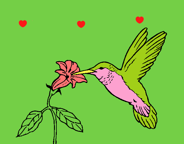 Colibrí y una flor