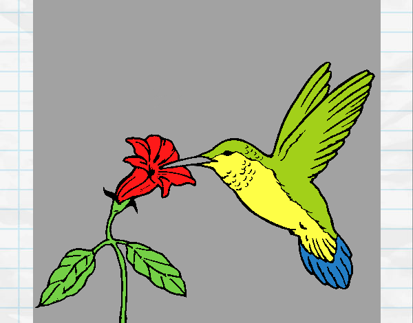 Colibrí y una flor