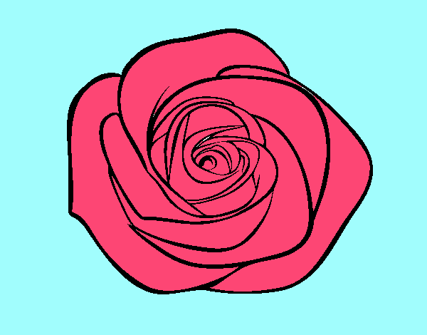 Flor de rosa