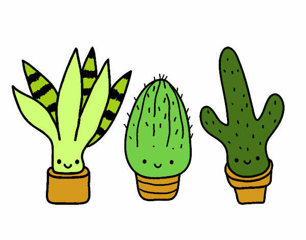 Mini cactus