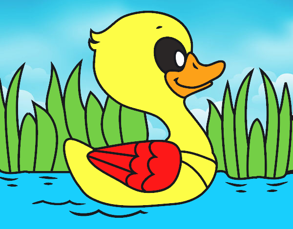 Patito de río