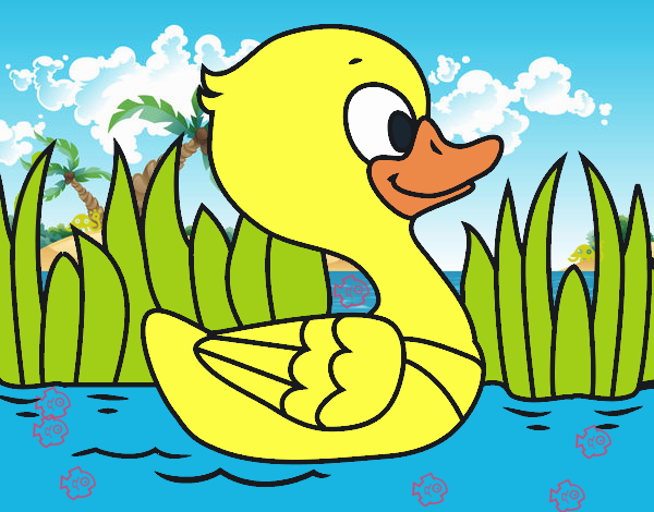 Patito de río