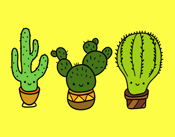 3 mini cactus