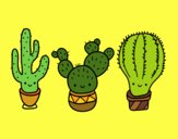 3 mini cactus