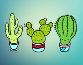 3 mini cactus