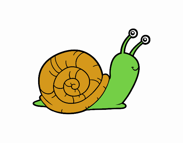 caracol