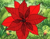 Flor de poinsetia