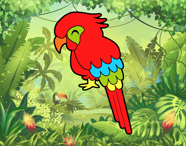 Guacamayo