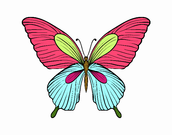 Mariposa tropical