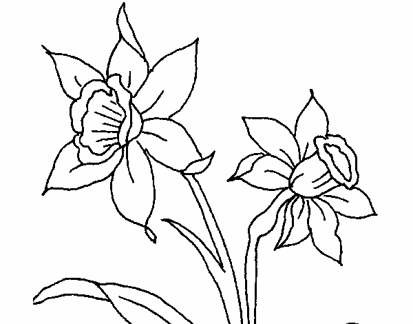  Dibujo de Orquídea pintado por en Dibujos.net el día