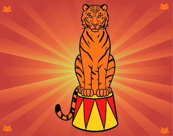 Tigre de circo