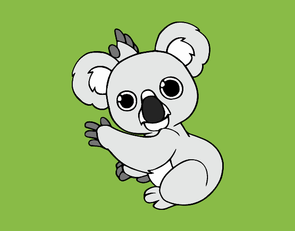 Un Koala