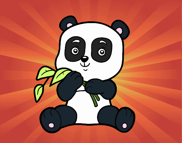 Un oso panda