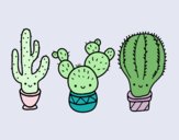 3 mini cactus