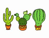 3 mini cactus