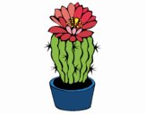 Cactus con flor